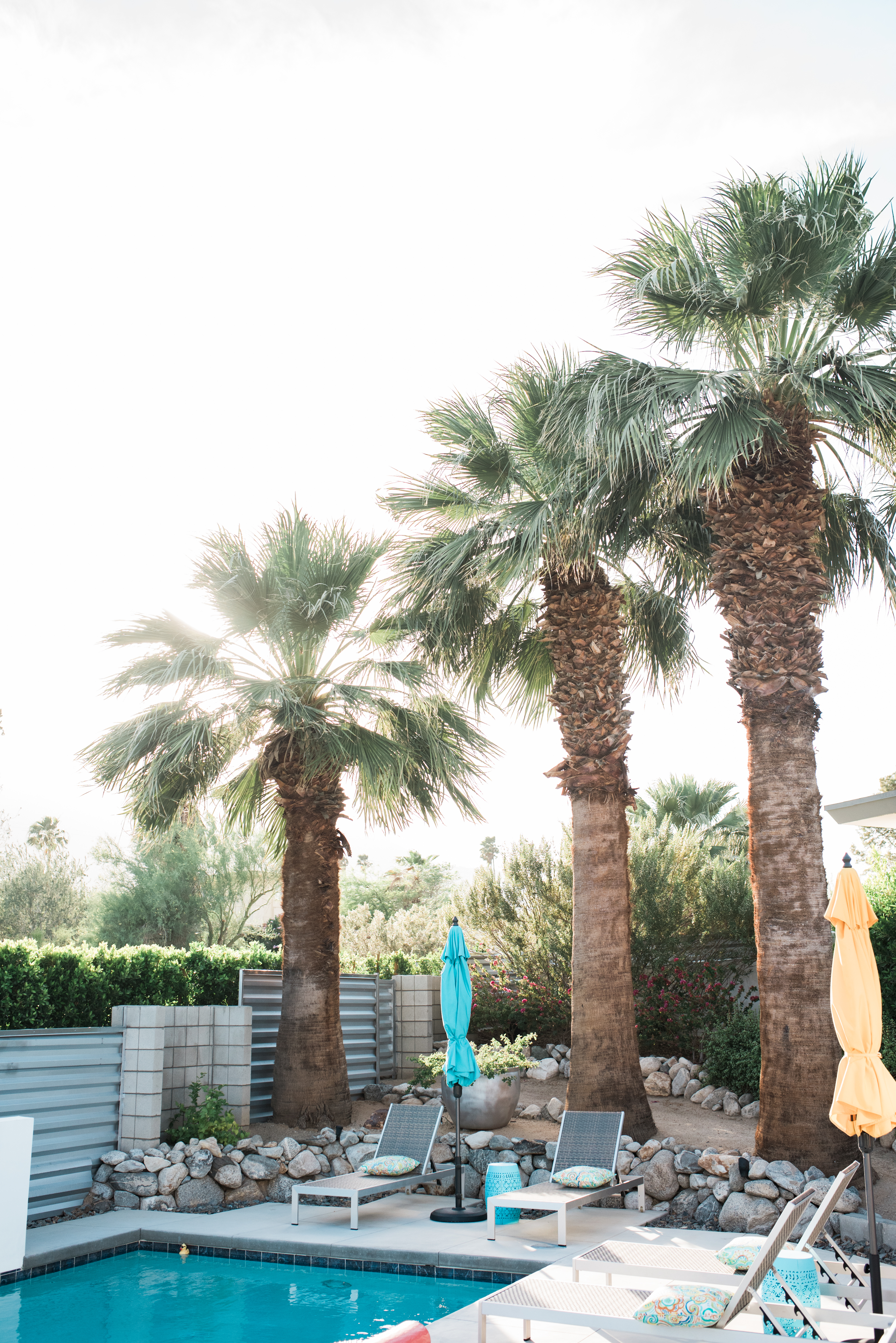 palm springs bachelorette party photography pool and palm trees